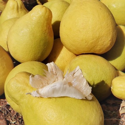 廣西紙箱柚子供應與價格分析 批發市場全面指南