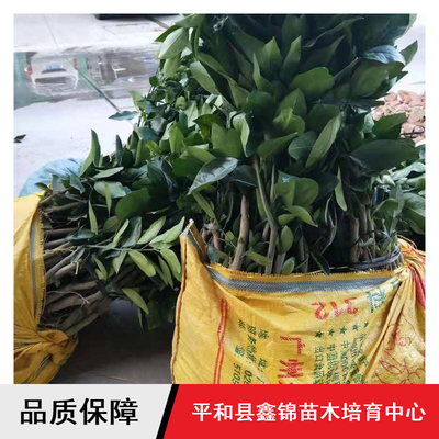 鑫錦純正蜜柚苗供應(yīng)與批發(fā)指南 紅心柚、三紅蜜柚、黃金蜜柚樹苗選購全解析