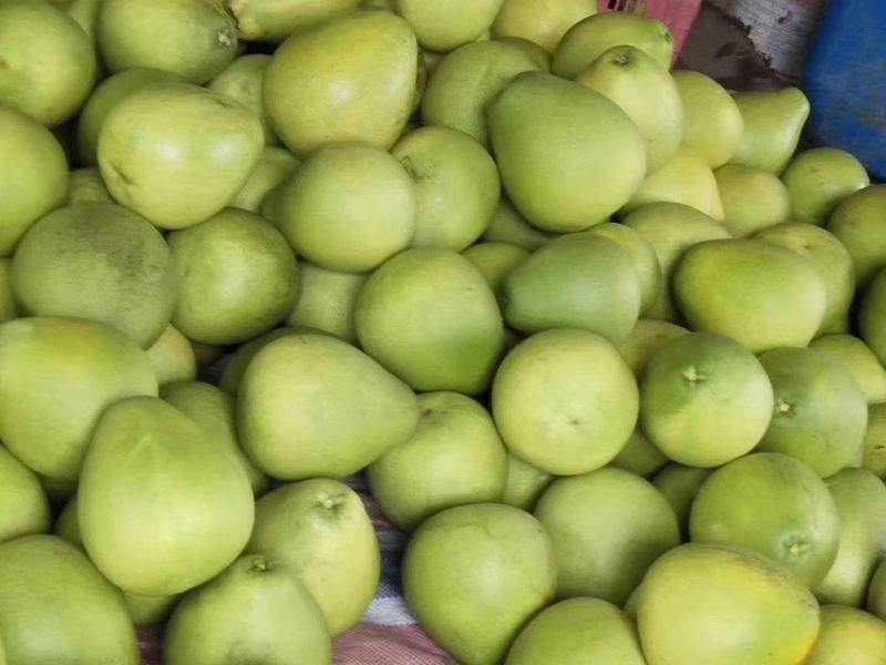 物美價(jià)廉 云南西雙版納勐臘縣自家傣柚批發(fā)全解析