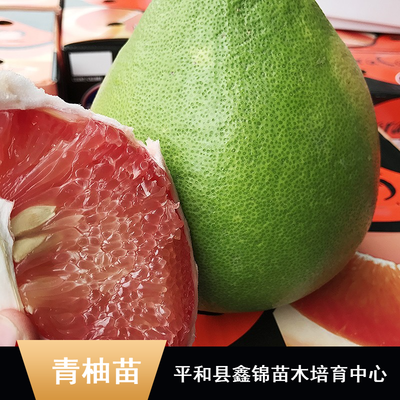 東南亞特色柚子苗木批發(fā)指南 純正馬來西亞青柚苗、無籽雞尾青柚苗、泰國紅寶石柚子苗及水晶青柚苗價(jià)格解析