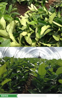 福建省漳州市優(yōu)質(zhì)柚子苗批發(fā)供應(yīng)，源頭廠家直供，價(jià)格優(yōu)勢顯著