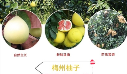 從梅州果園到中秋餐桌 三紅蜜柚批發與電商合作新機遇