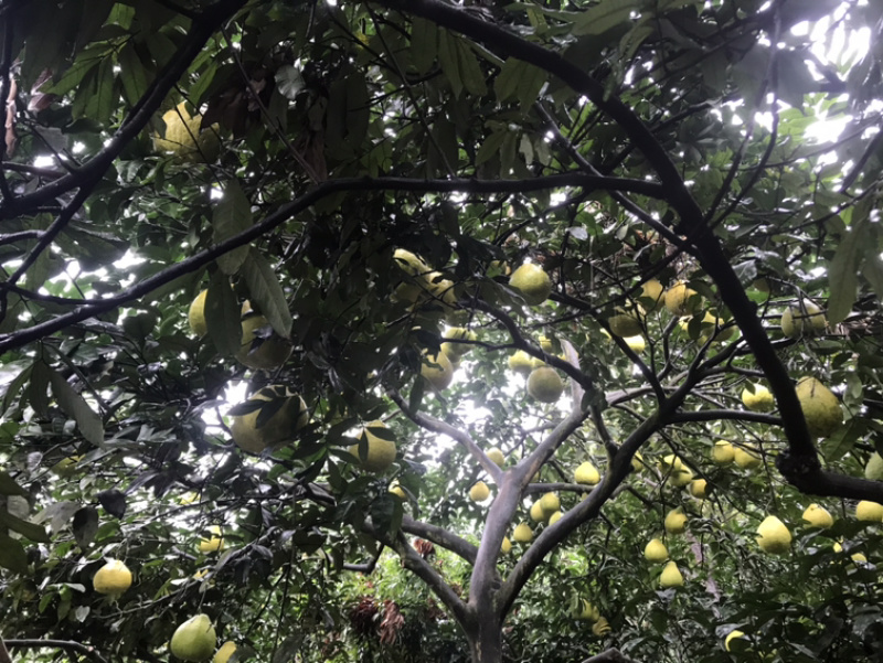 瀘州合江甜柚，沙田柚產地直供，質優價廉的批發選擇