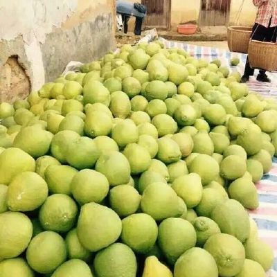 3斤以上柚子供應與批發指南 品質優選，渠道直通